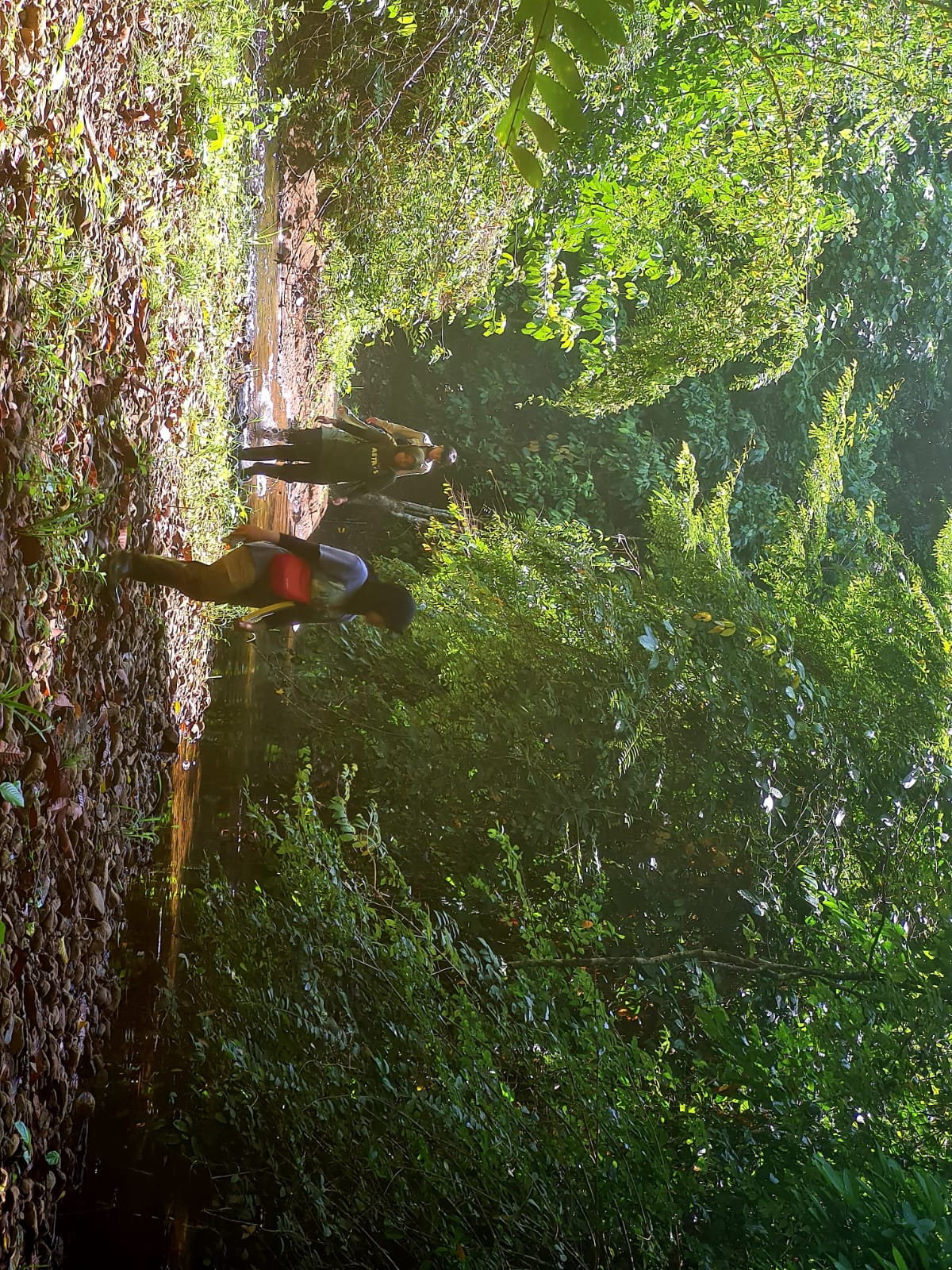 Manajemen Hutan Tropika