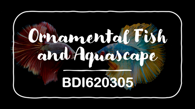 Ikan Hias dan Akuaskap BDI A Ganjil 2022/2023