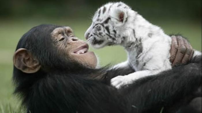 Perilaku Hewan Kelas A_PSPB_Ganjil_2022/2023