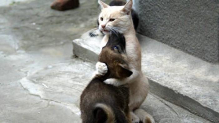 Perilaku Hewan Kelas B_PSPB_Ganjil_2022/2023