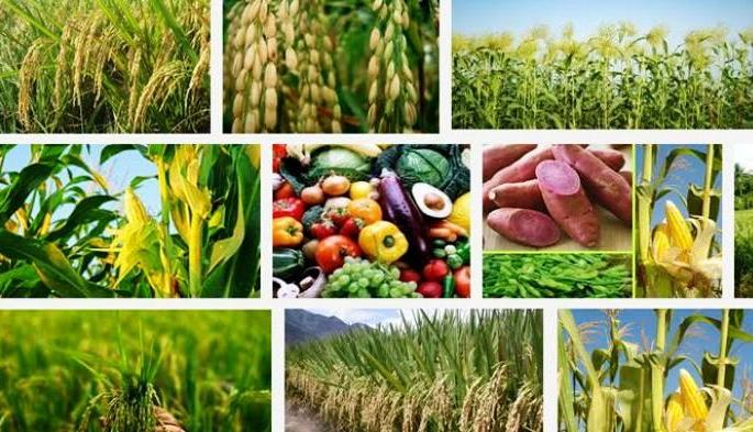 AGB_Pengantar Teknik Budidaya Tanaman (Kelas C)