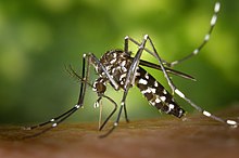 Parasitologi Blok MBS3