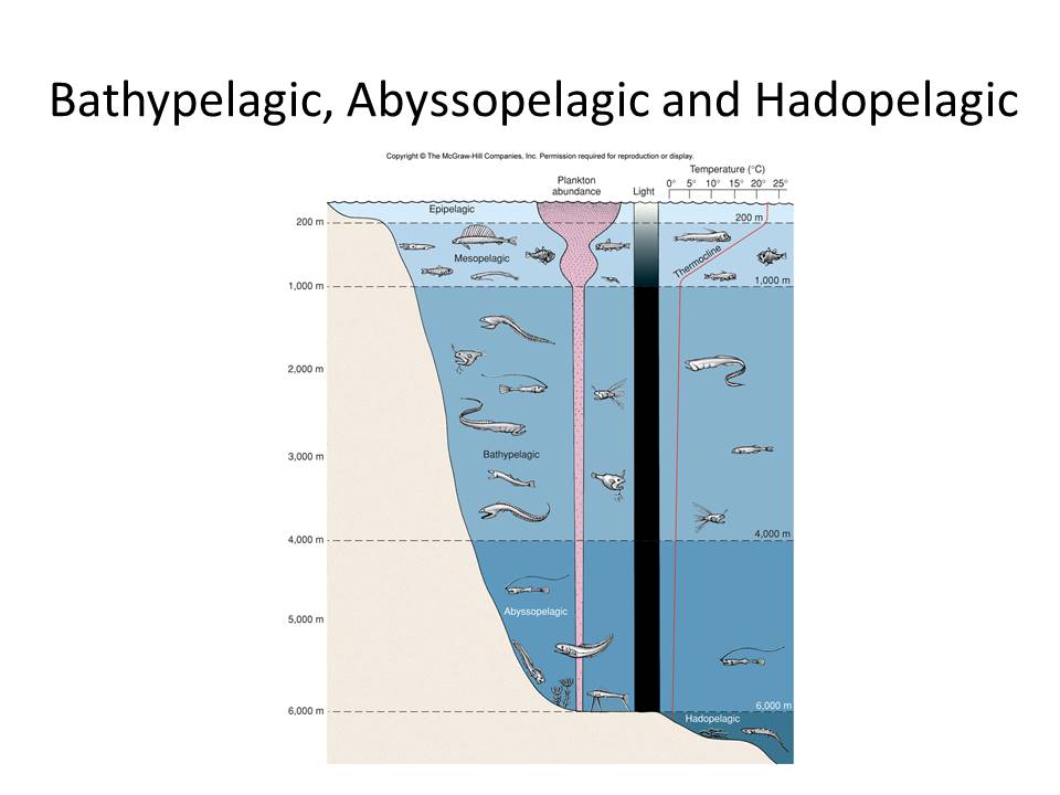 IKL_Biologi Laut Kelas A_Genap 2022-2023