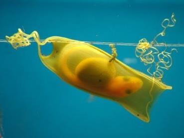 IKHTIOLOGI-BDI A (SEMSTER GENAP)