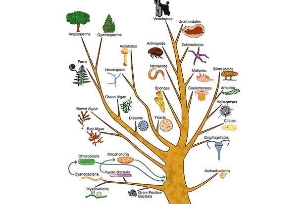 Biosystematics BIT A