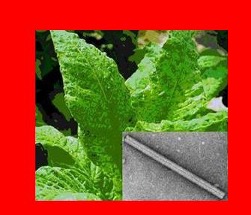 PTN: Virologi Tumbuhan_Genap 2022/2023