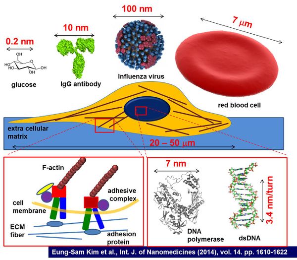 Introduction to Nanobiology B 2023