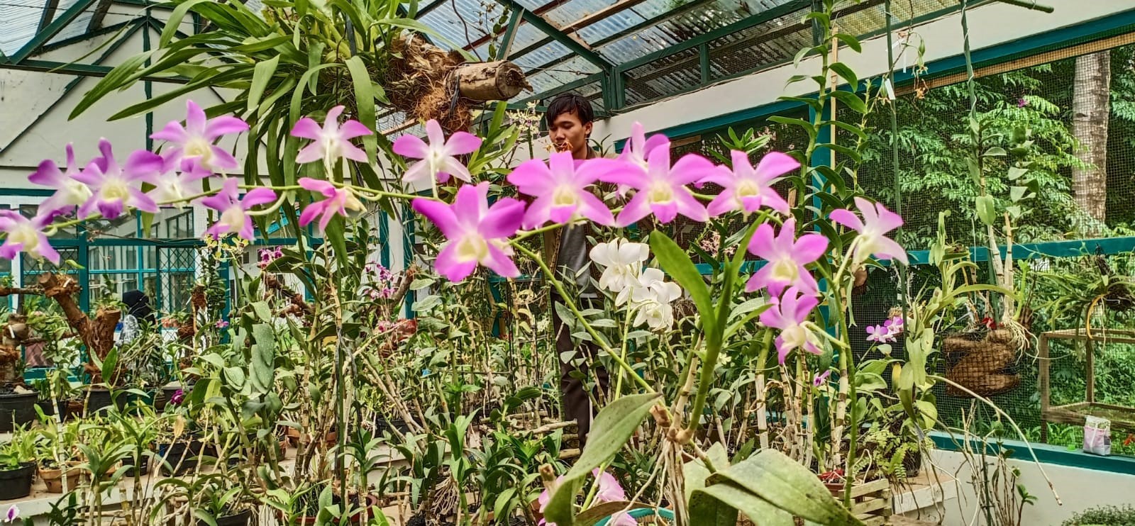 Kultur Jaringan Tanaman PTN