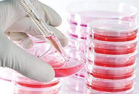 Teknik Kultur In Vitro Hewan BIT 2023