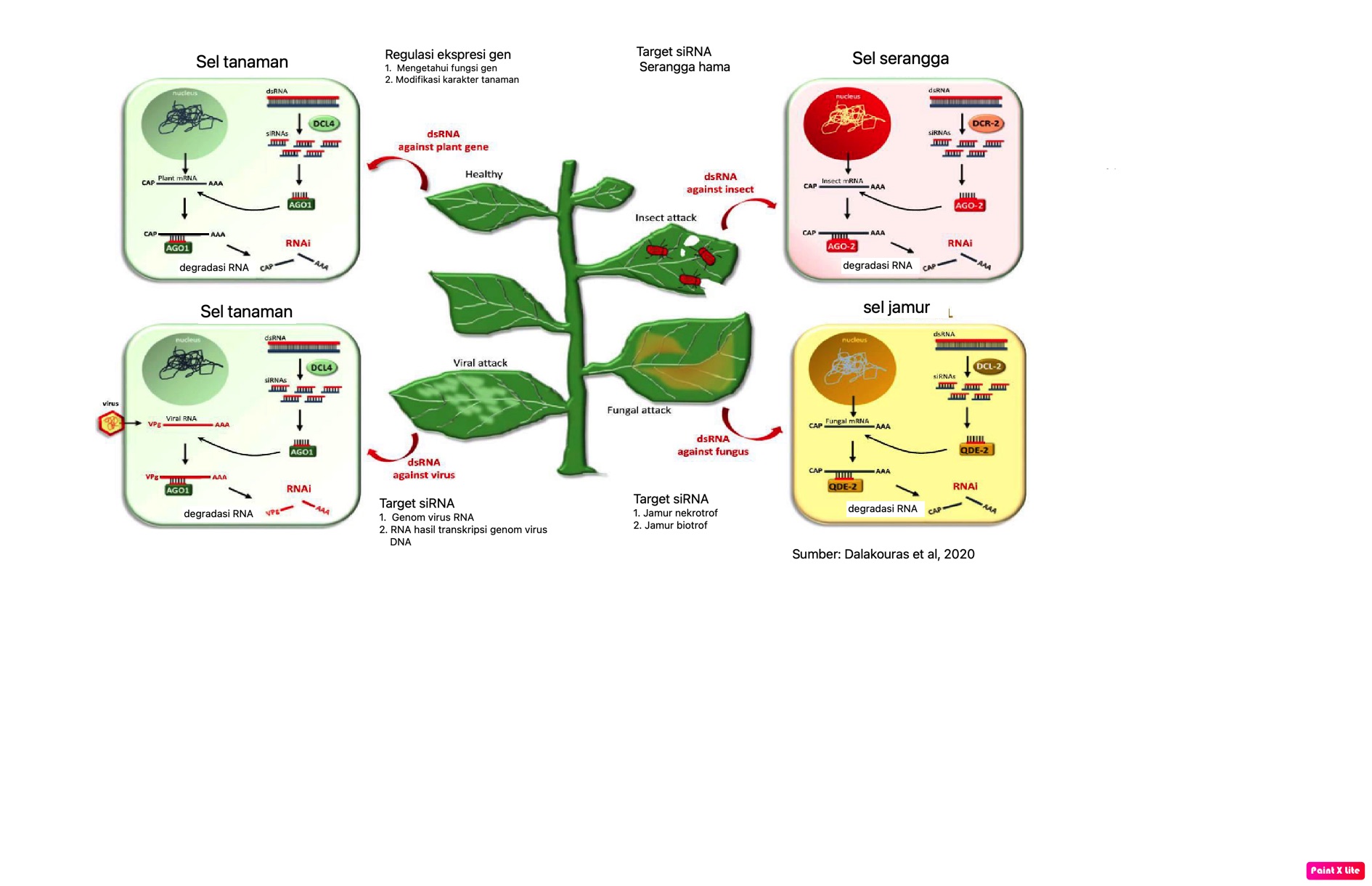 Kapita Selekta Virologi Tumbuhan_S3