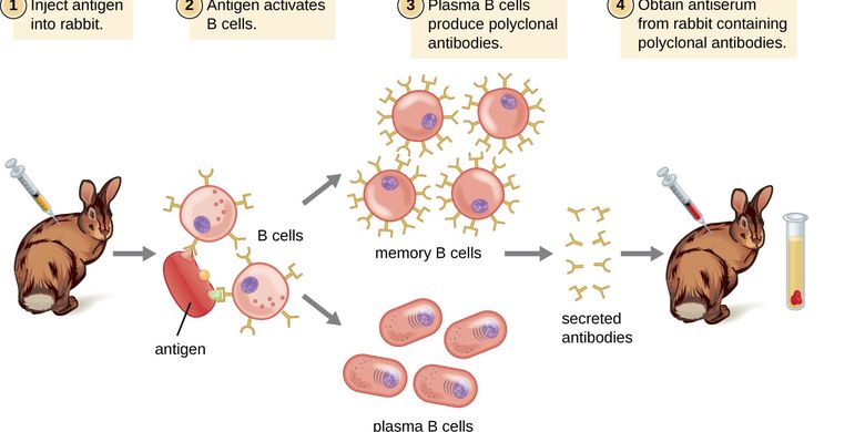 Bioteknologi Hewan BIT 2023