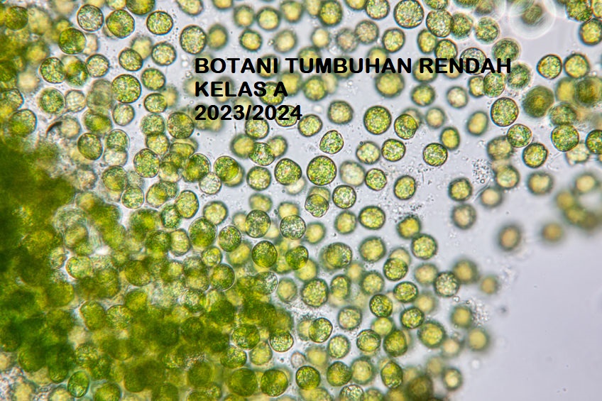 PSPB_Botani Tumbuhan Rendah_Kelas A_Ganjil 2023/2024