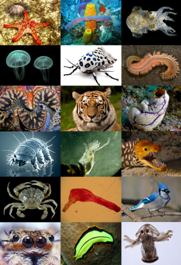 Zoologi Terapan C 2023