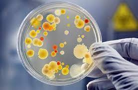 IKL_Mikrobiologi Laut A 23-24