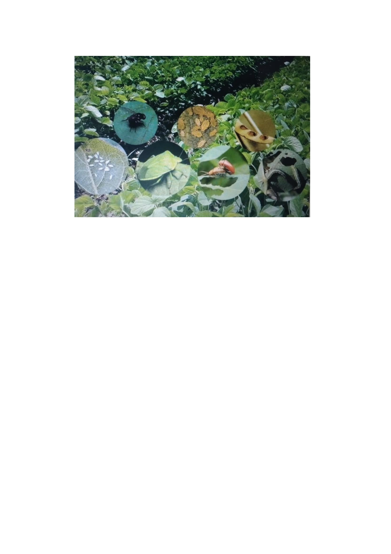 Dasar-dasar Perlindungan Tanaman AGB C