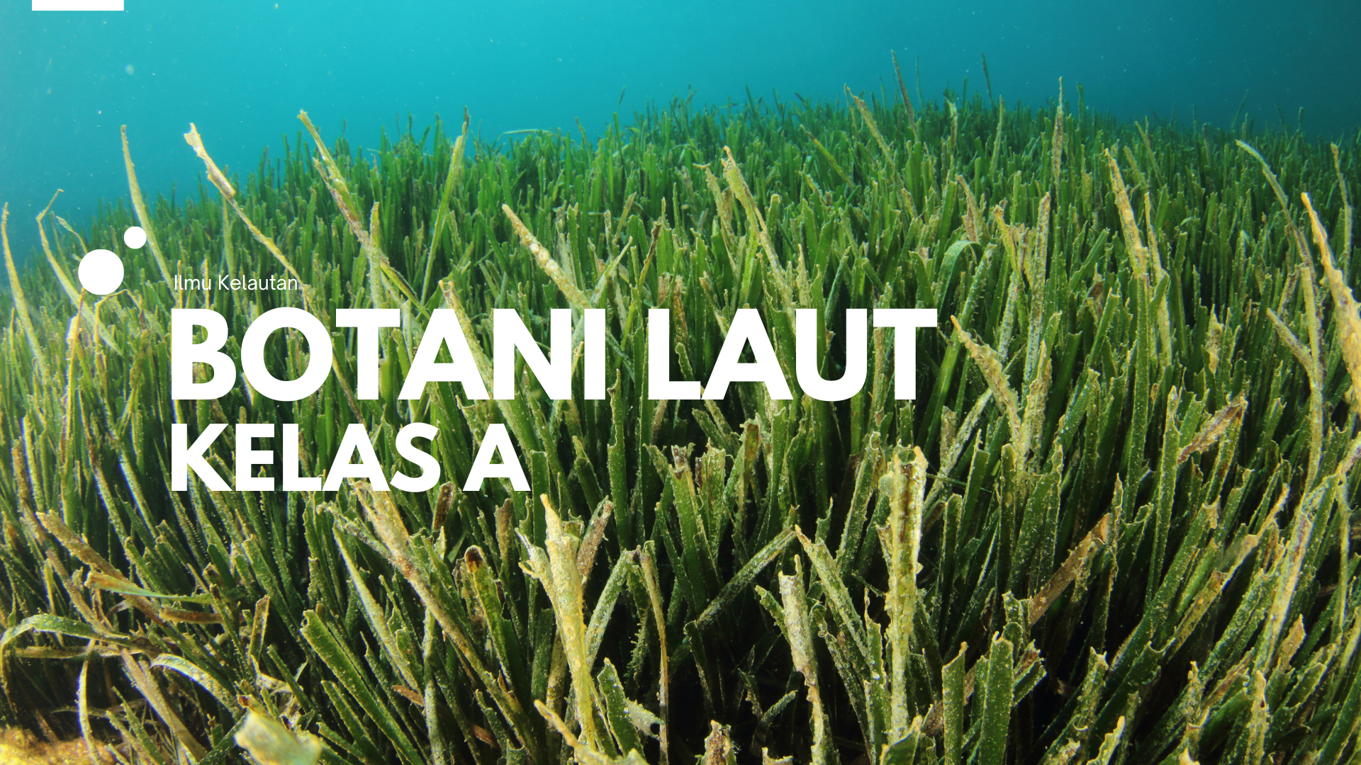 Botani Laut Ganjil 23/24 Kelas A