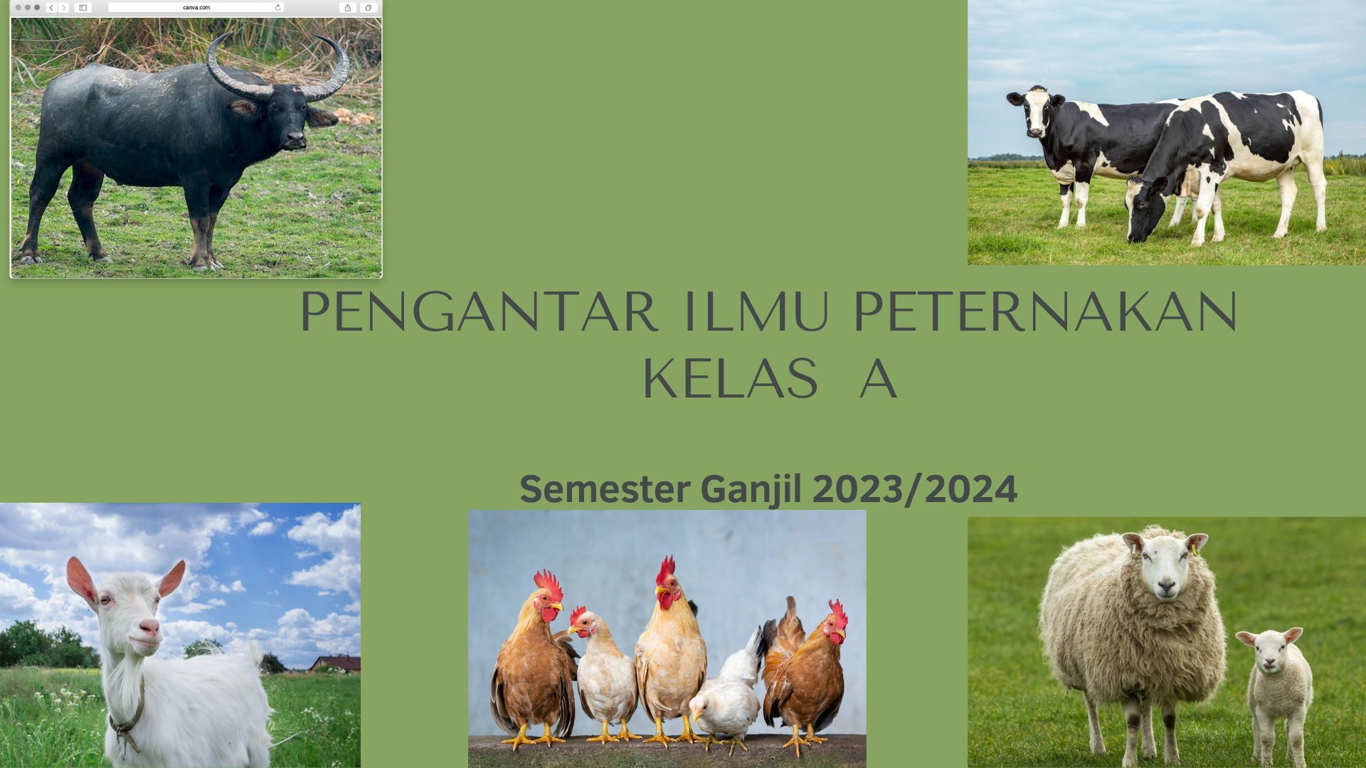 Pengantar Ilmu Peternakan Kelas A