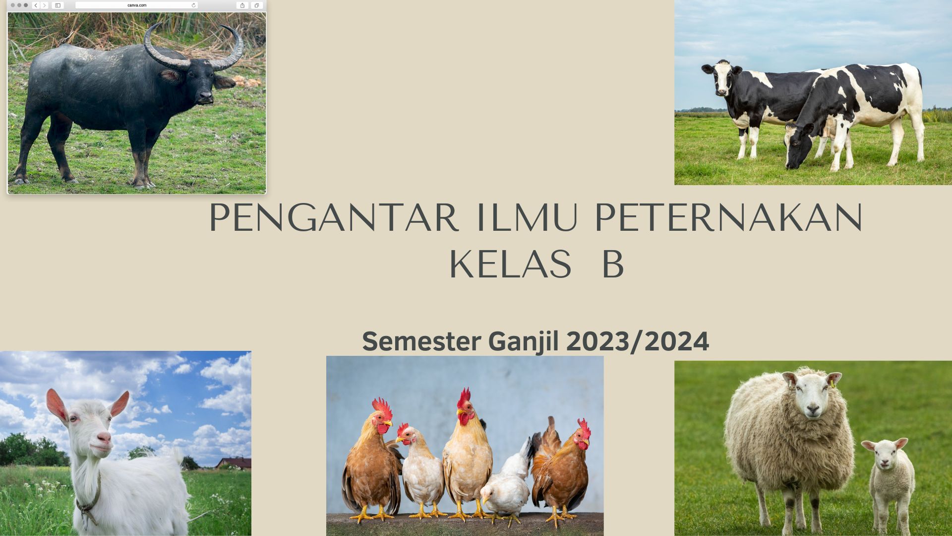 PENGANTAR ILMU PETERNAKAN KELAS B