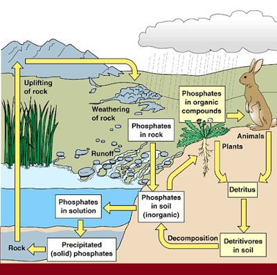 Oseanografi Biogeokimia IKL A