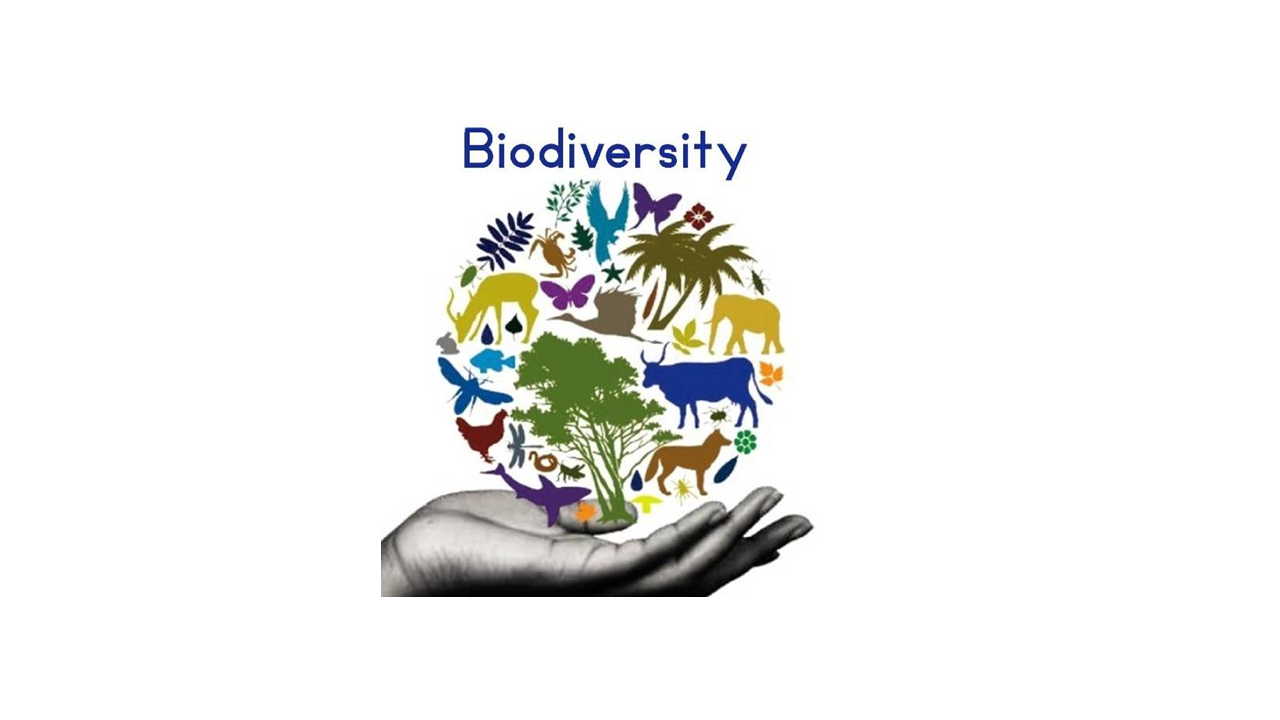 Pengelolaan Biodiversitas