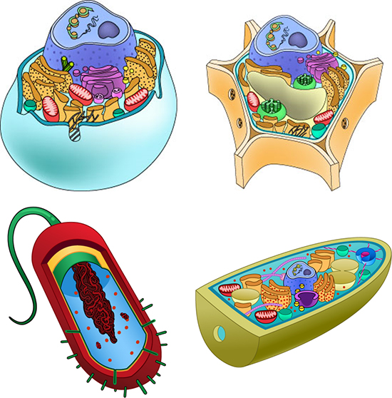 Biologi Sel (BIO)