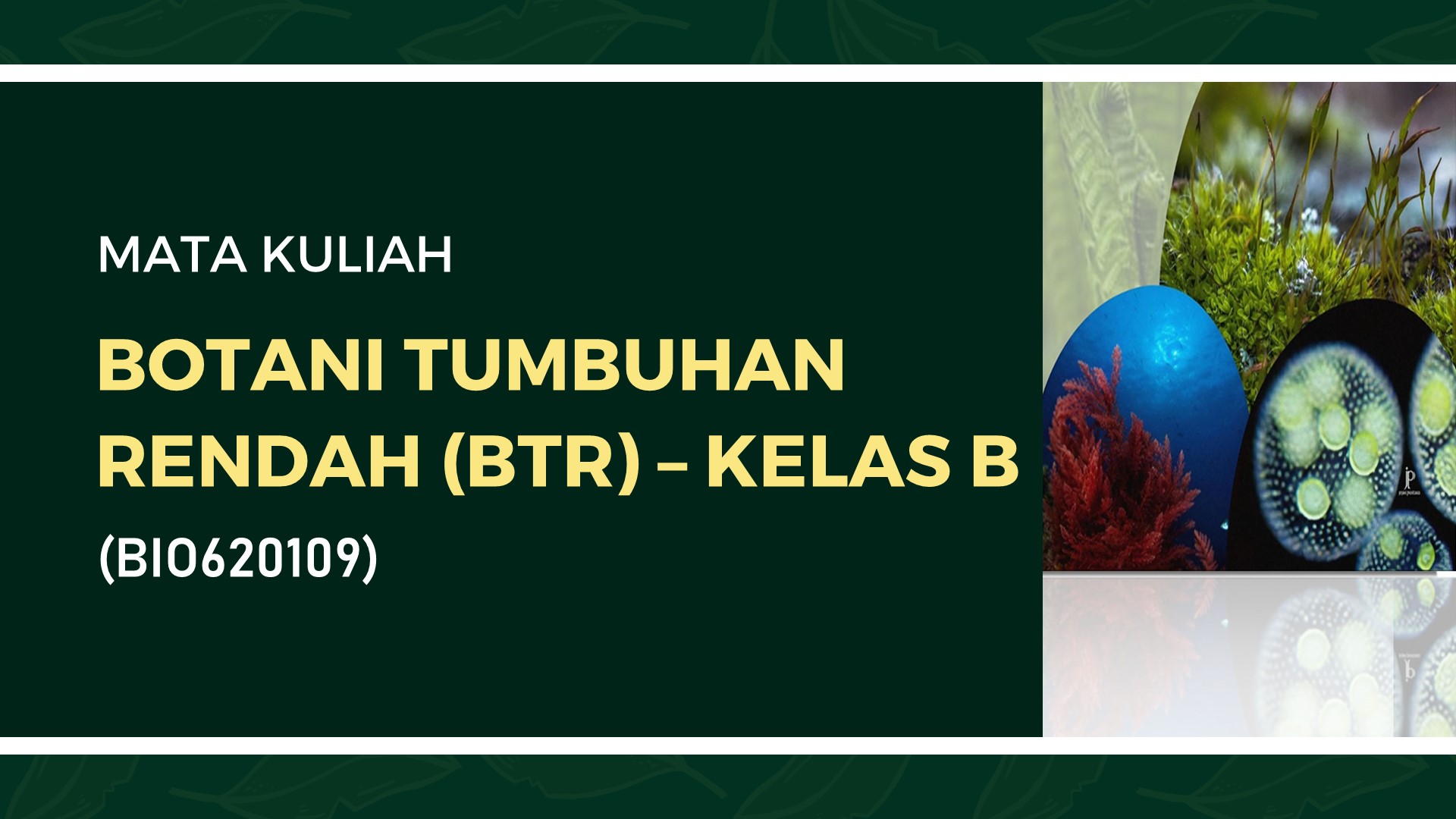 BOTANI TUMBUHAN RENDAH (B) 2024