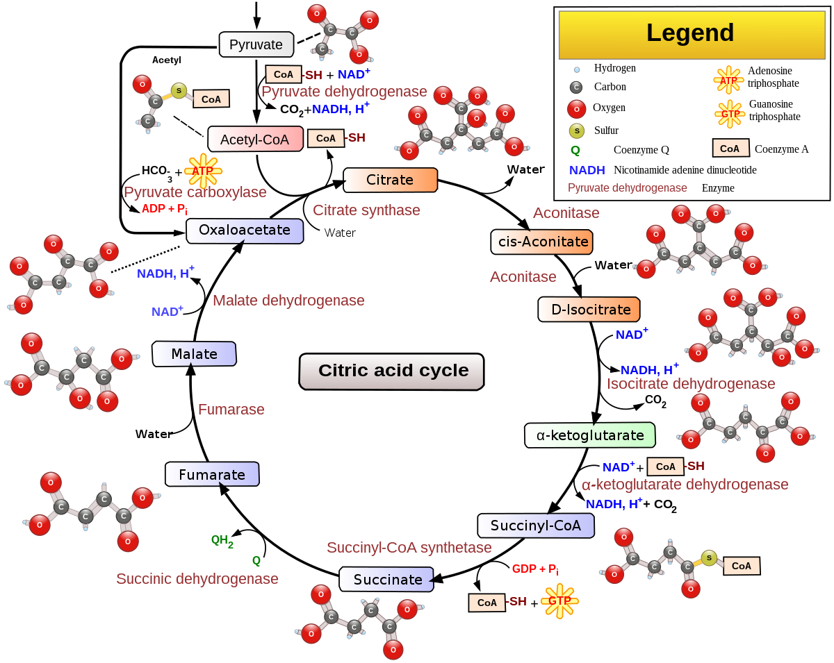 BIOKIMIA NTP B