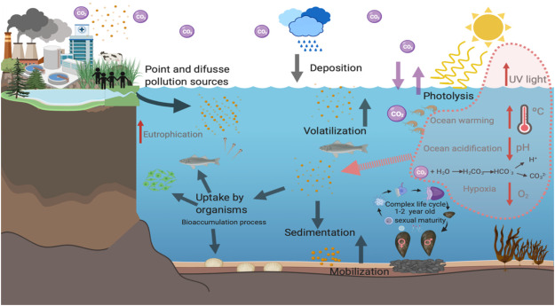 Ekotoksikologi Laut 2024