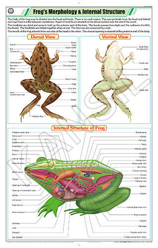 Herpetologi 2024