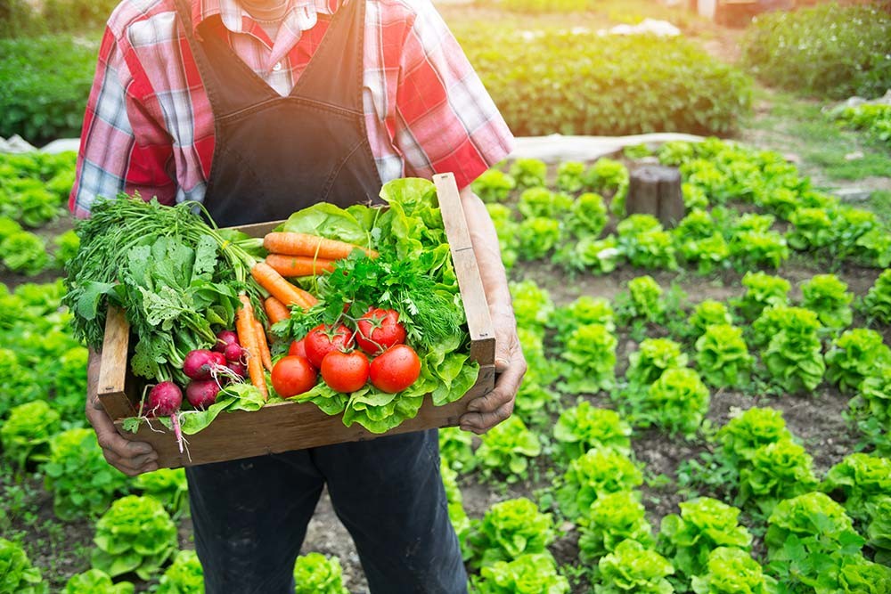 Teknologi Hortikultura A Ganjil 2024/2025