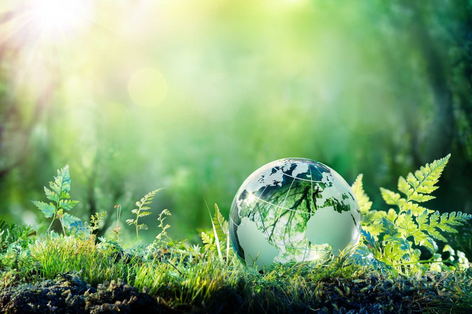 BIOLOGI TIP B  2024/2025