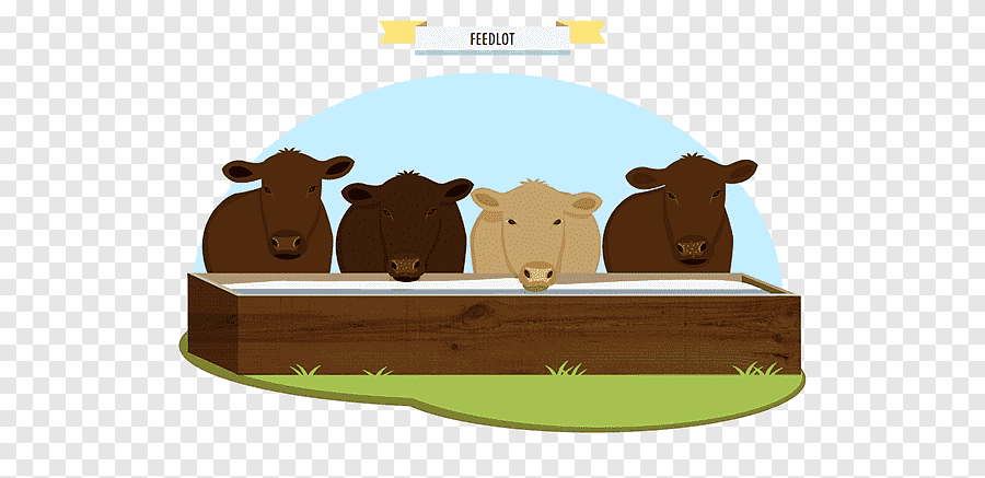 TEKNOLOGI FEEDLOT PTK GENAP 2024/2025