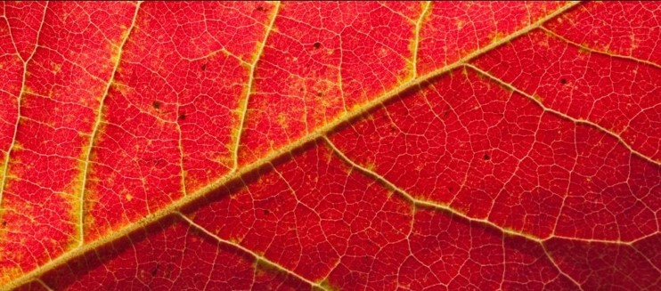 BIT-FITOPATOLOGI KELAS A GENAP 2024/2025