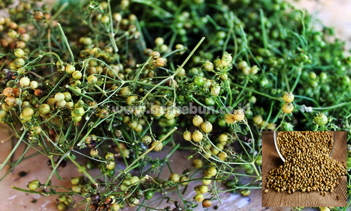 Teknologi Rempah &amp; Minyak Atsiri THP B GENAP 2024/2025