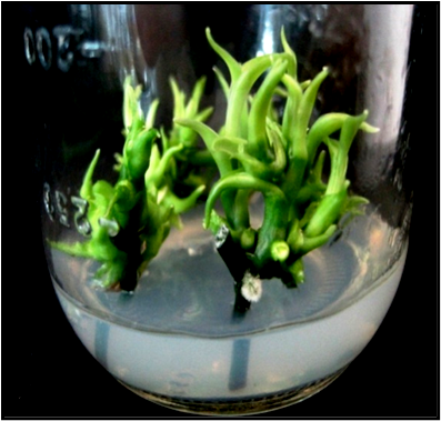 BIT_BIOTEKNOLOGI TUMBUHAN KELAS B GENAP 2024/2025
