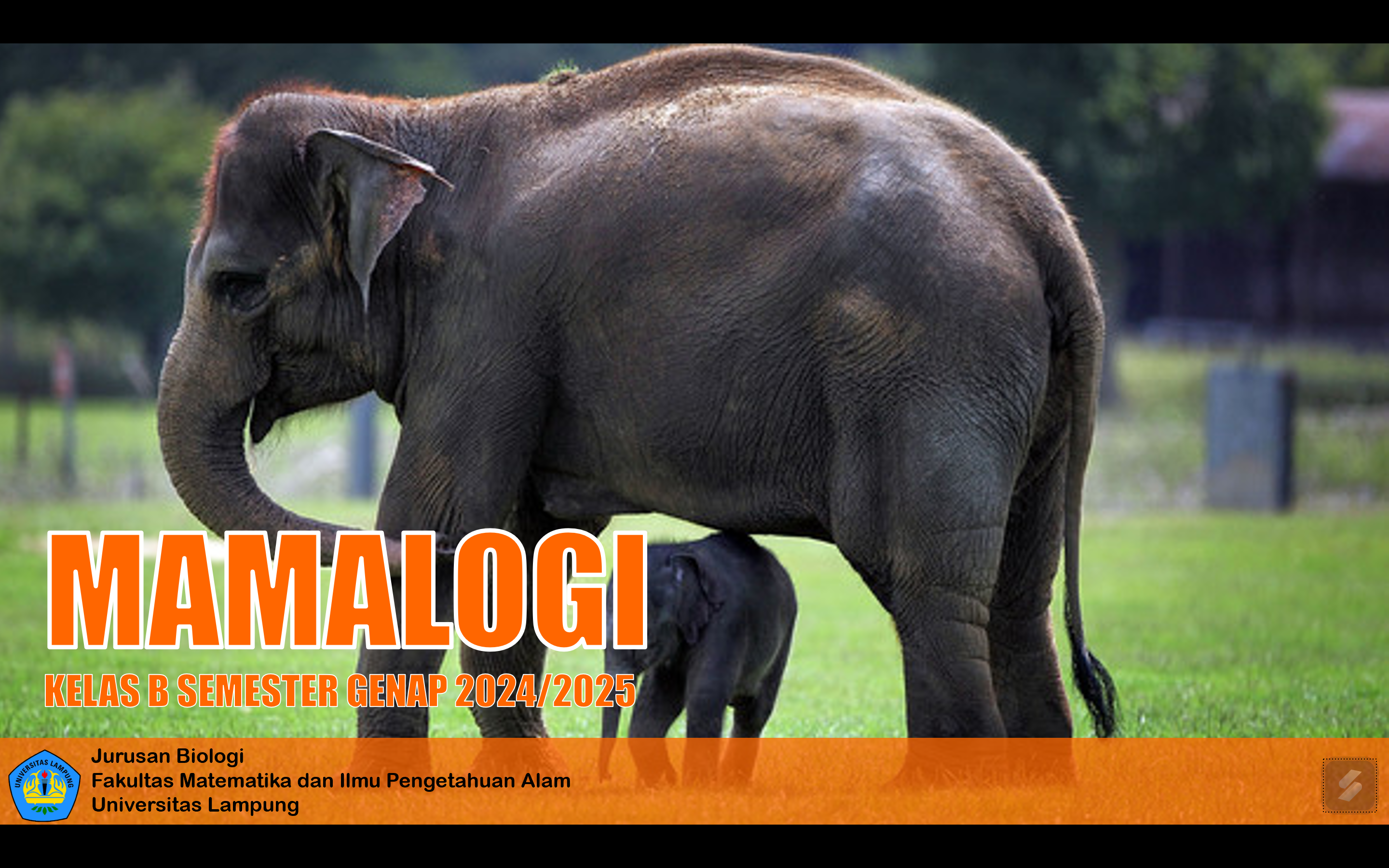 BIO620330 - Mamalogi Kelas B