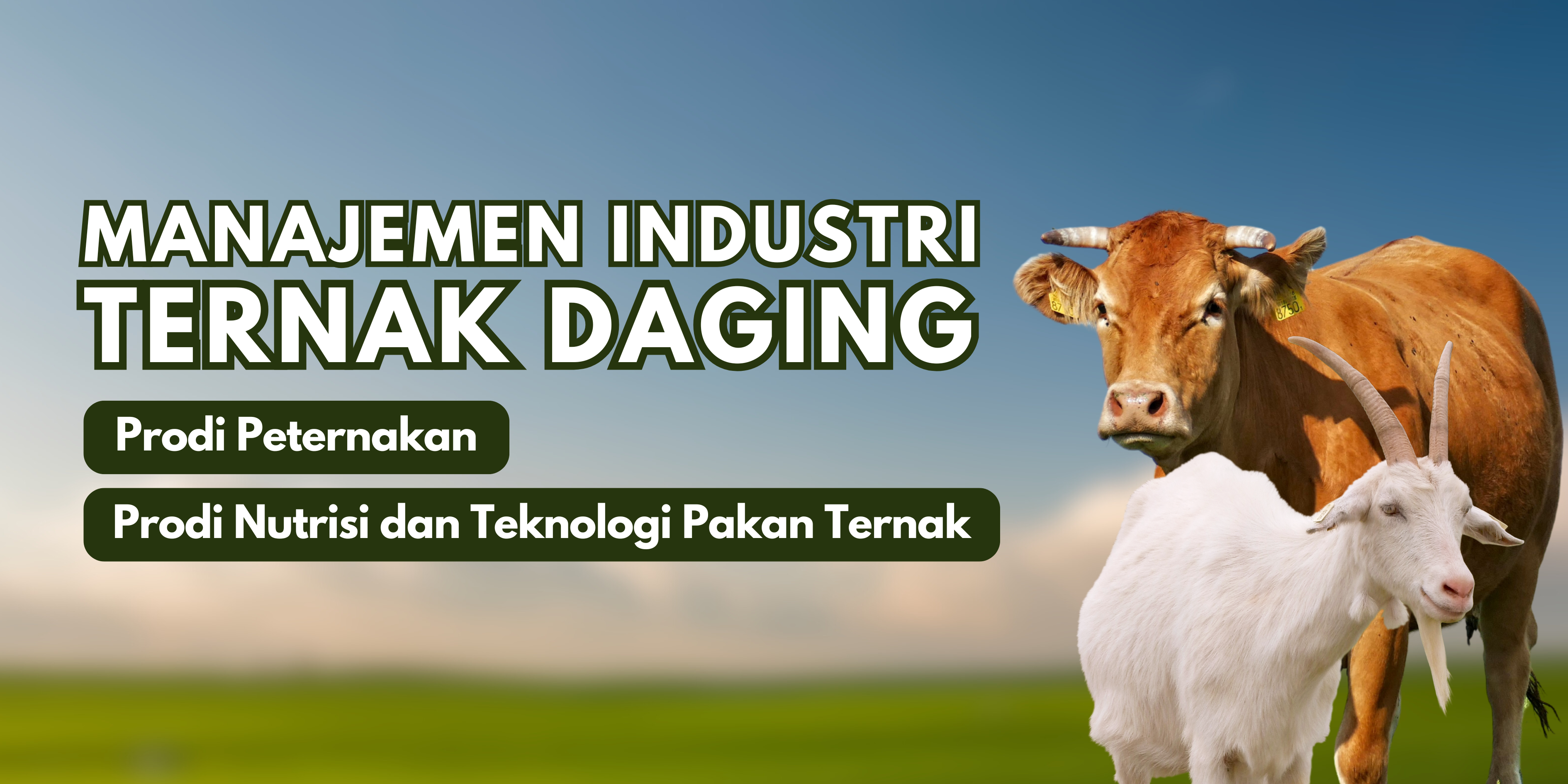 Manajemen Industri Ternak Daging 2025