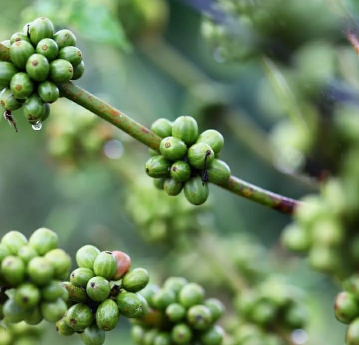 BD_Fotografi dan Video Editing_A_Ganjil_2025/2026