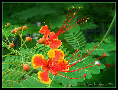 Fisiologi dan Teknologi Benih