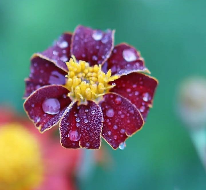 BISNIS DIGITAL_FOTOGRAFI DAN VIDEO EDITING_B_GANJIL_2025/2026