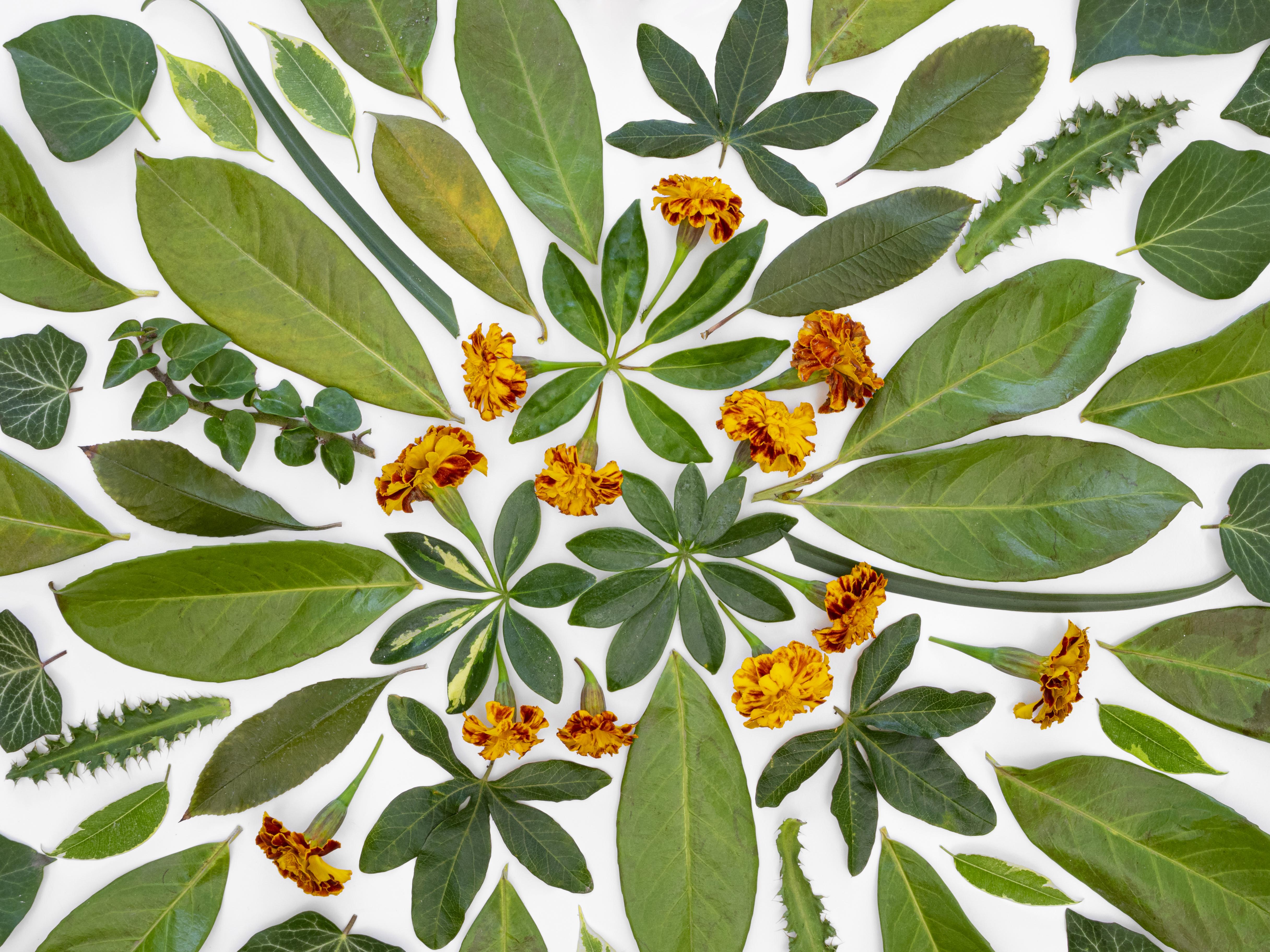 2025_Botani Tumbuhan Tinggi_KELAS A