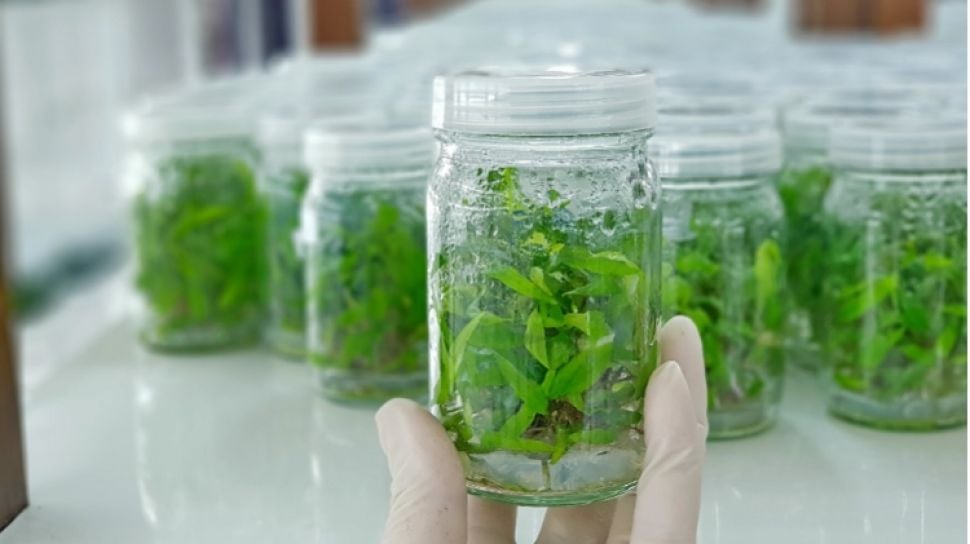 2025_GANJIL_KELAS A_Teknik Kultur In Vitro Tumbuhan