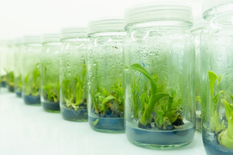 2025_GANJIL_KELAS B_TEKNIK KULTUR IN VITRO TUMBUHAN 