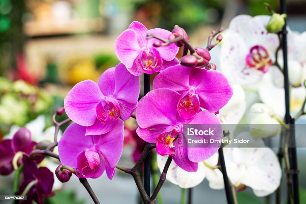 2025_GANJIL_ORCHIDOLOGI