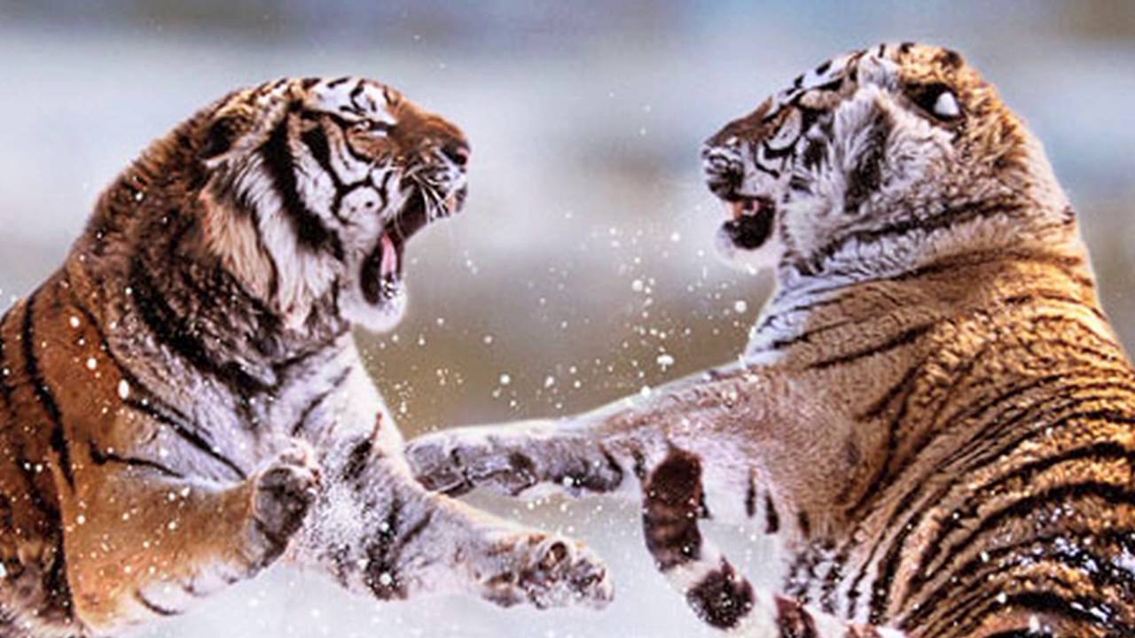 Ekologi Hewan Kelas B Ganjil 2025-2026