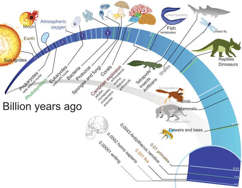 BIOLOGI EVOLUSI BIT B