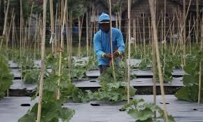 Produksi Tanaman Hortikutura AGR A Genap 2025/2026