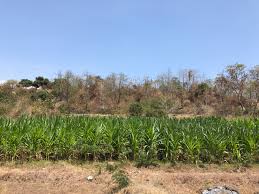 Ekofisiologi Tumbuhan BIO 26