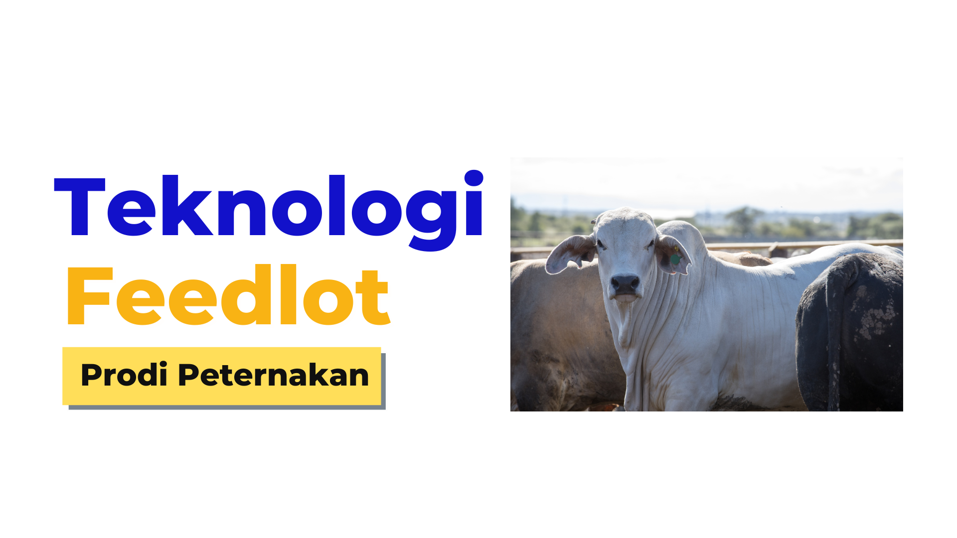 Teknologi Feedlot PS PTK