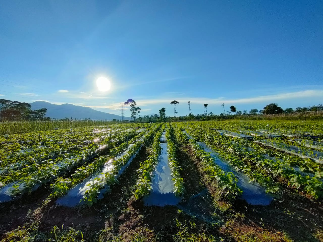 STATISTIKA PERTANIAN AGR-A DAN AGR-B